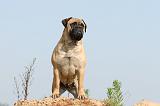 BULLMASTIFF 241